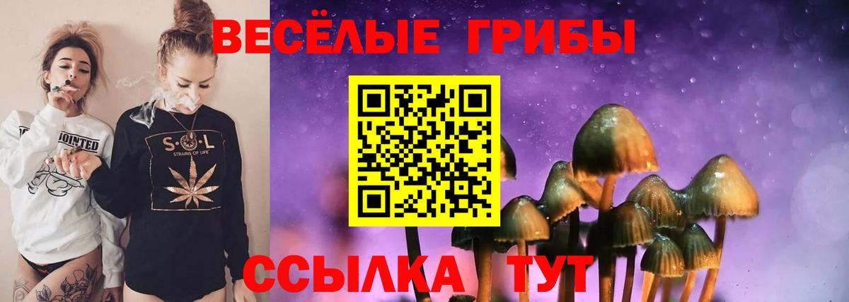 Галлюциногенные грибы Psilocybe Грозный